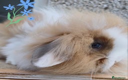 Mini Lion Lop rabbits for sale: Mini lion lops ready now 🥰 - Image 4