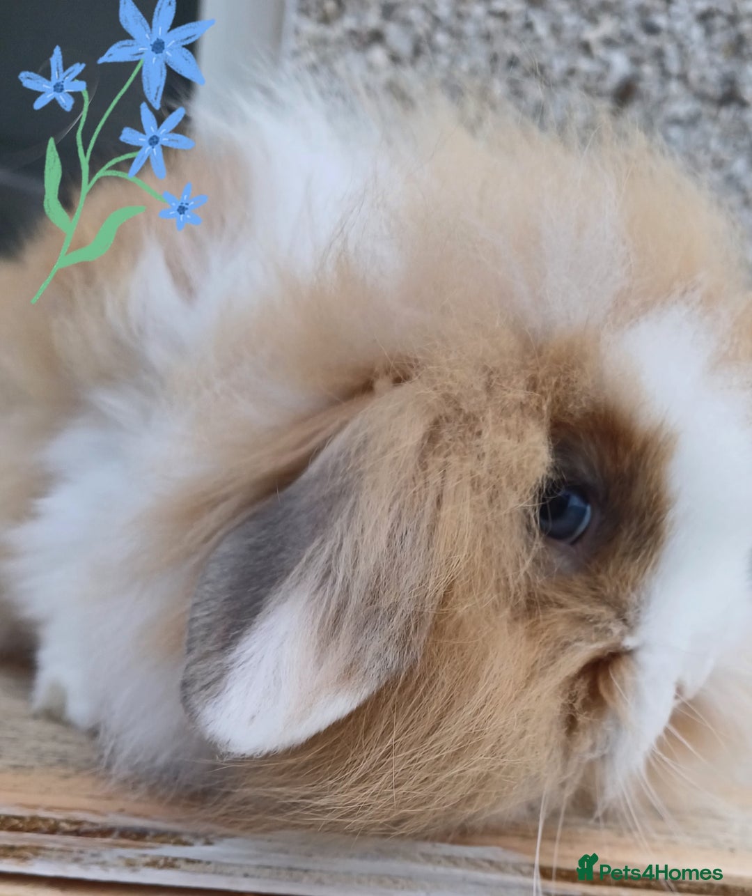 Mini Lion Lop rabbits for sale: Mini lion lops ready now 🥰 - Image 4