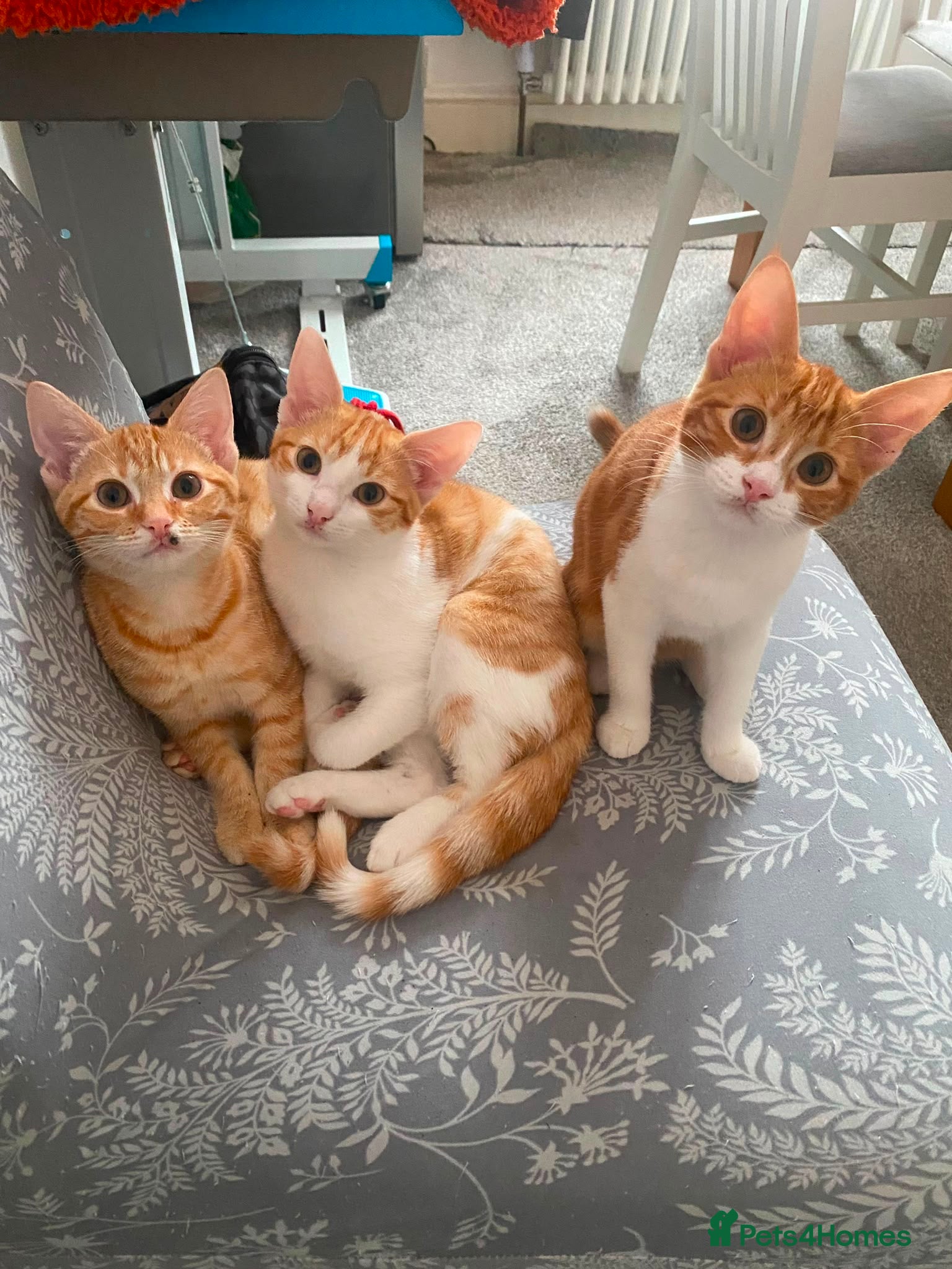 Mixed Breed cats Ginger Kitten litter - Advert 1