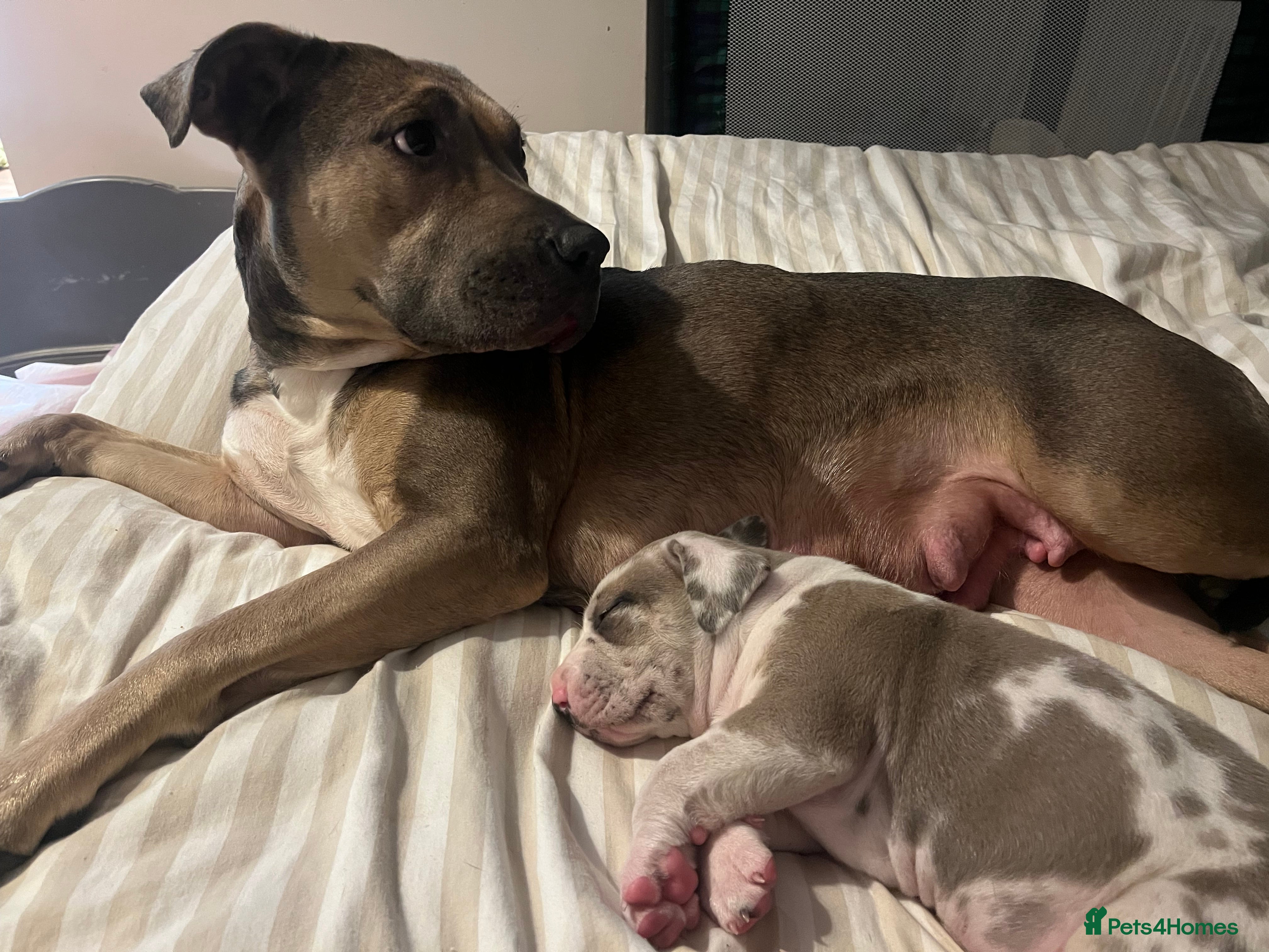 Mixed Breed dogs Beautiful sable (or blue) harlequin puppy  - Advert 1