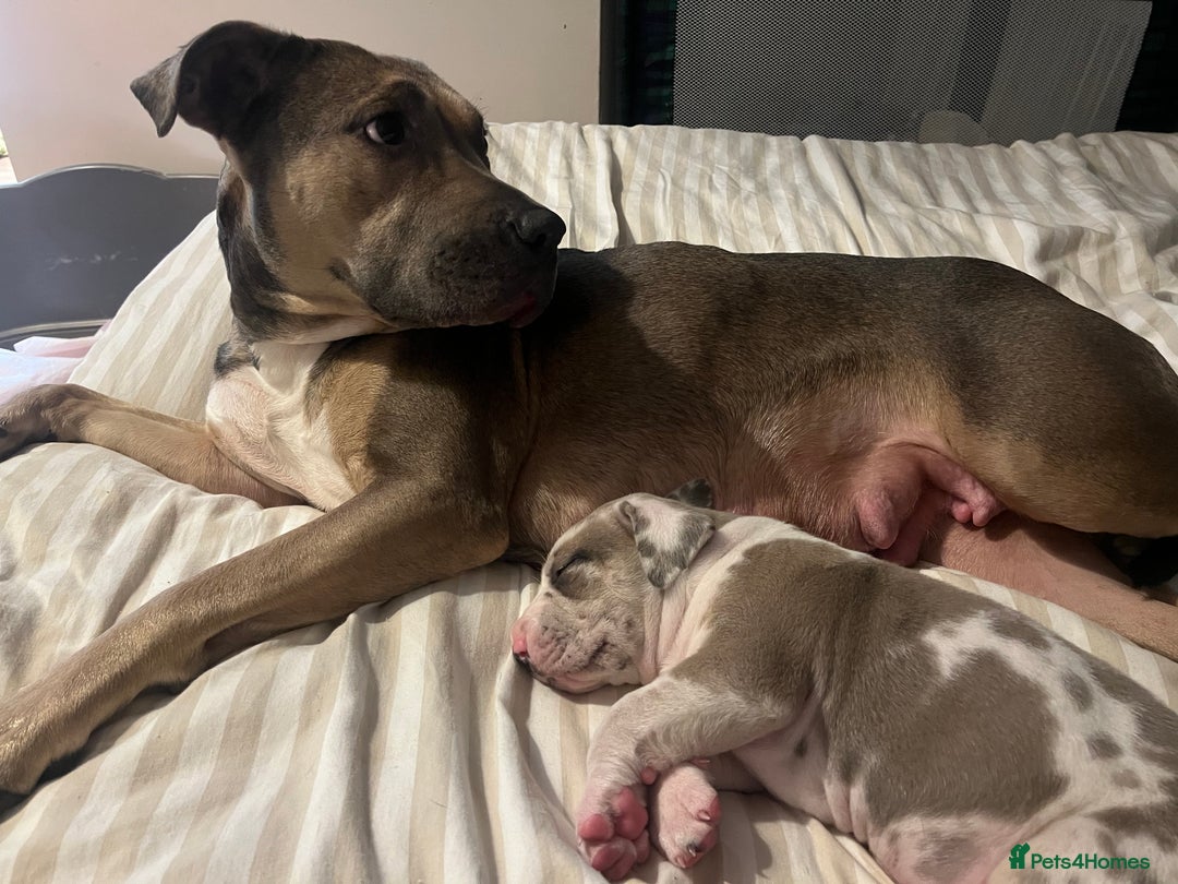 Mixed Breed dogs for sale: Beautiful sable (or blue) harlequin puppy  - Advert 1