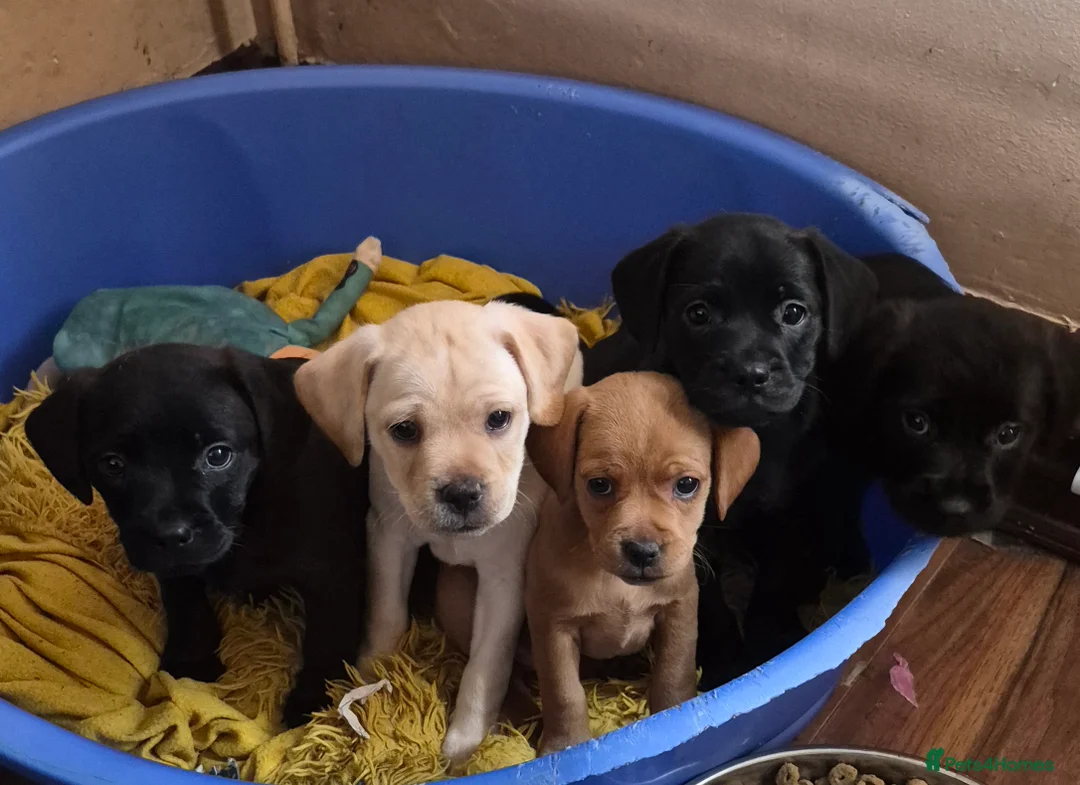 Mixed Breed dogs for sale: Labradoodle x french bulldog - Advert 1