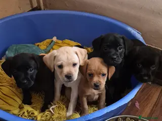 Mixed Breed dogs Labradoodle x french bulldog - Advert 18