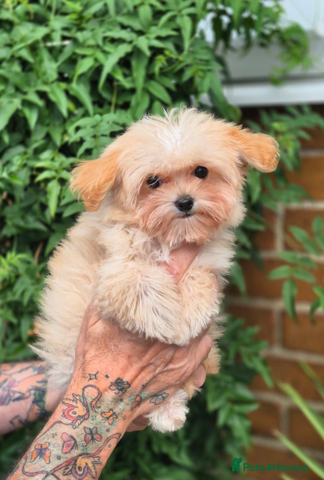 Maltipoo dogs READY Amazing TINY Korean Maltipoo Female Puppies. - Advert 2