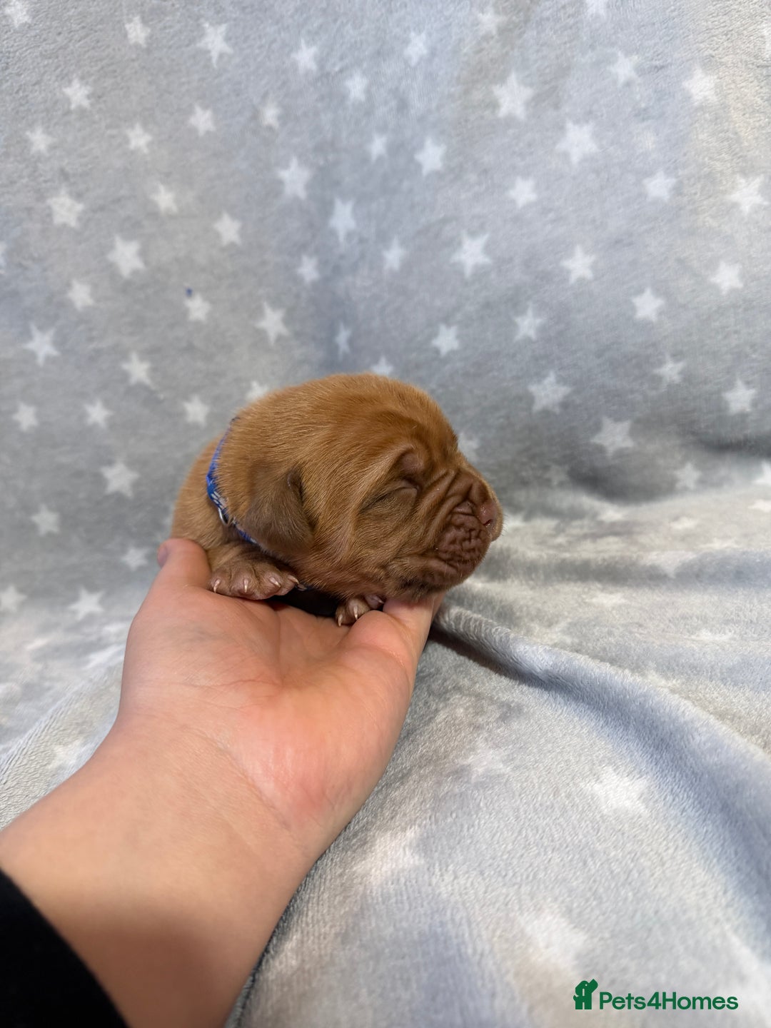 Dogue De Bordeaux dogs for sale: Beautiful Dogue De Bordeaux Puppies - Advert 11