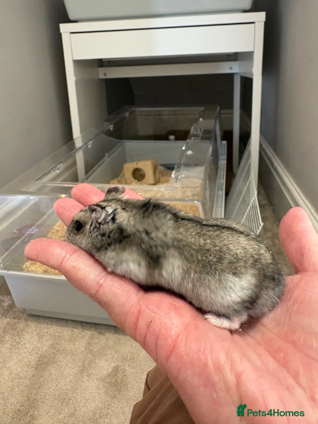 Hamster rodents for sale: Two male hamsters in Sheffield - Advert 8