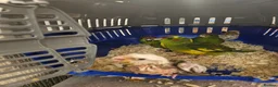 Mixed Breed birds for sale:  kakariki chicks hand tame  - Advert 22
