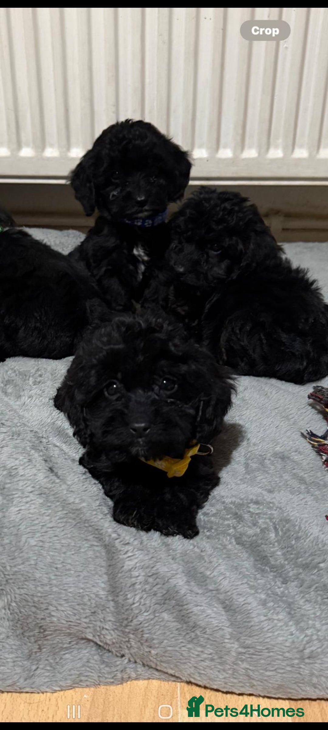 Cockapoo dogs for sale: Beutifull cockapoos  - Image 14