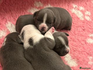 Staffordshire Bull Terrier dogs 2 beautiful blue/white staffy boys 💙🐾💙 - Advert 10