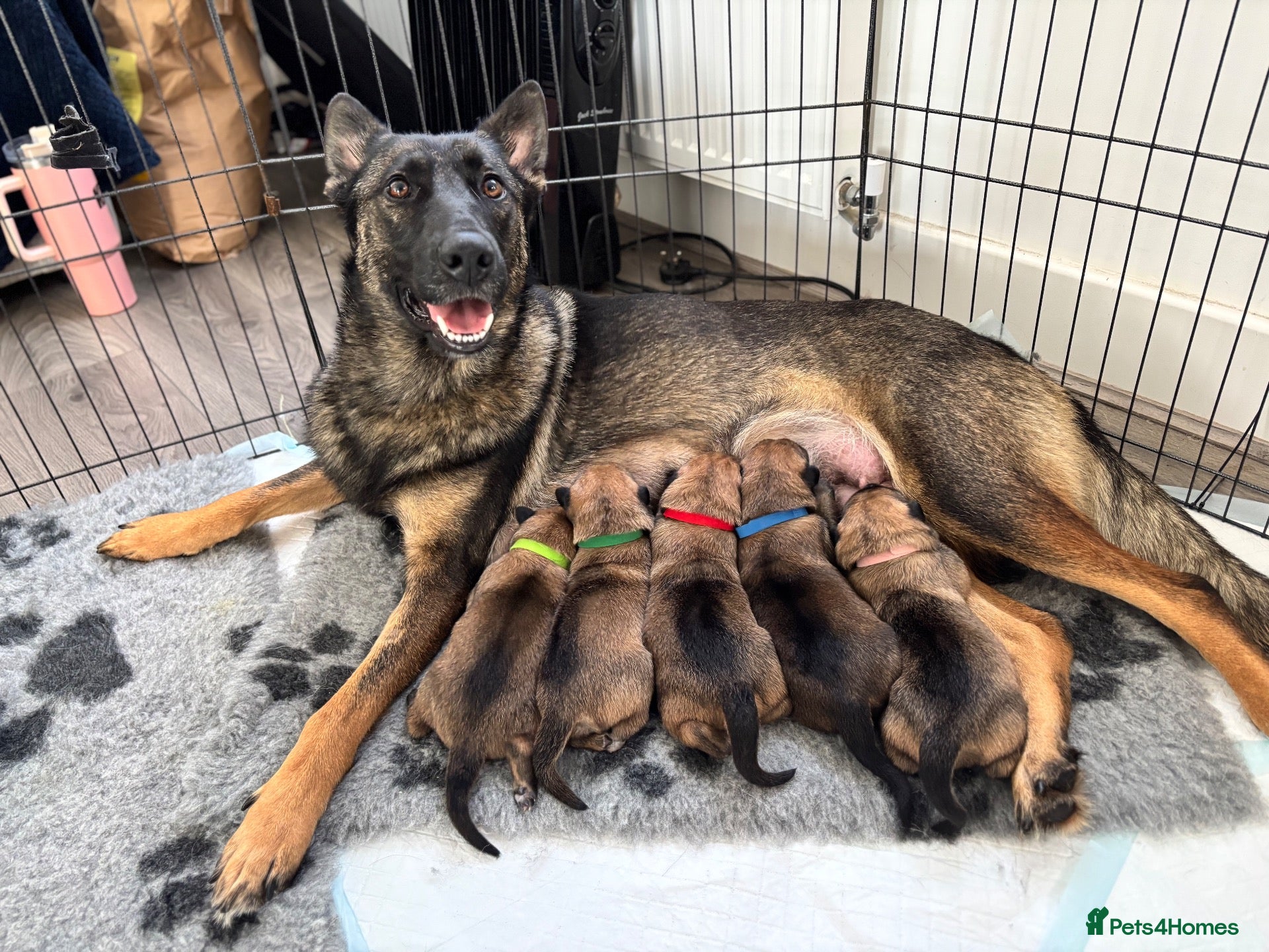 German Shepherd dogs 2 MALES AVAILABLE German Shepherd Puppies - Advert 9