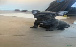 French Bulldog dogs for sale: REDUCED & READY TO LEAVE 1BOY LEFT French bulldog - Image 1