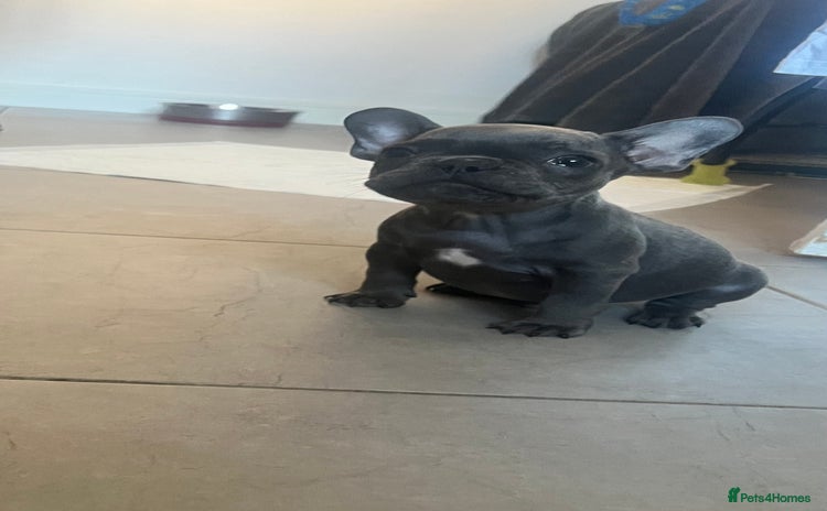 French Bulldog dogs - Advert 3