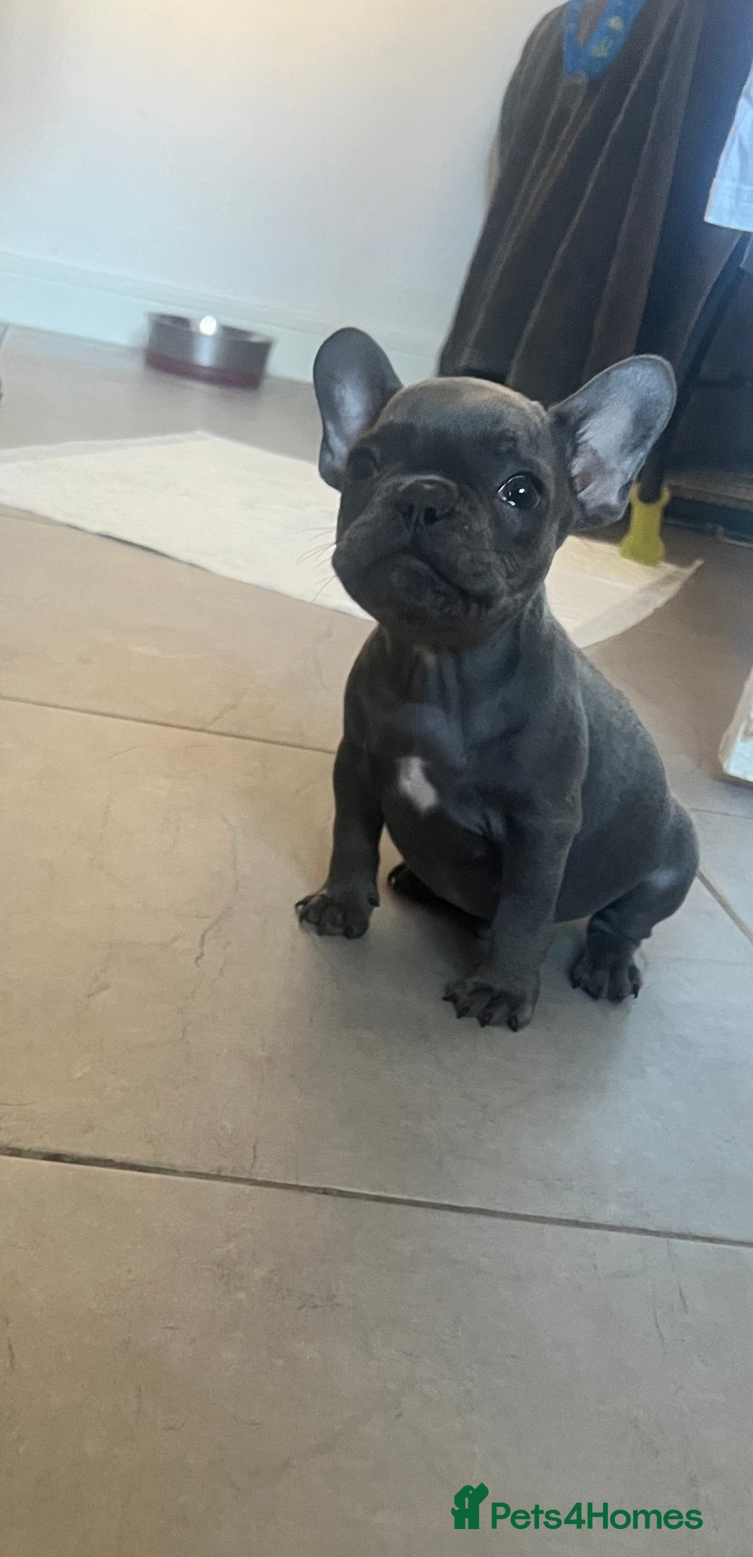 French Bulldog dogs for sale: REDUCED & READY TO LEAVE 1BOY LEFT French bulldog - Image 1
