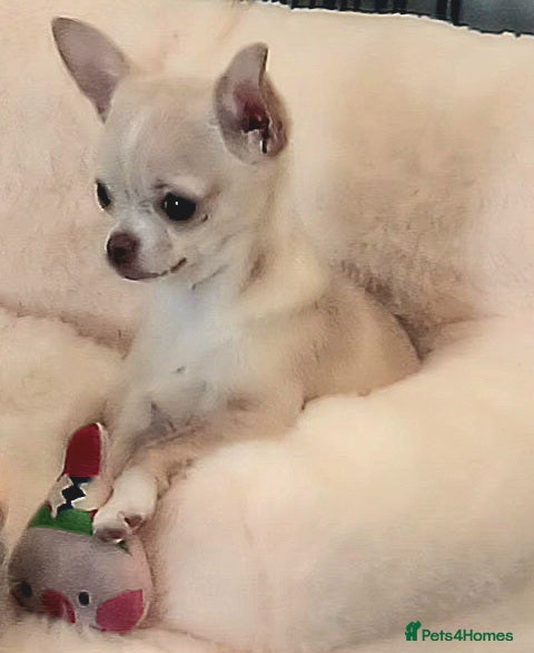 Chihuahua dogs 6 month chihuahua bitch - Advert 1