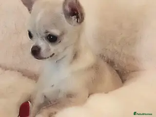 Chihuahua dogs 6 month chihuahua bitch - Advert 1