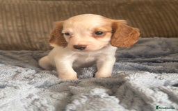 Cocker Spaniel dogs for sale: Stunning kc reg cocker spaniels READY TO LEAVE NOW - Image 5