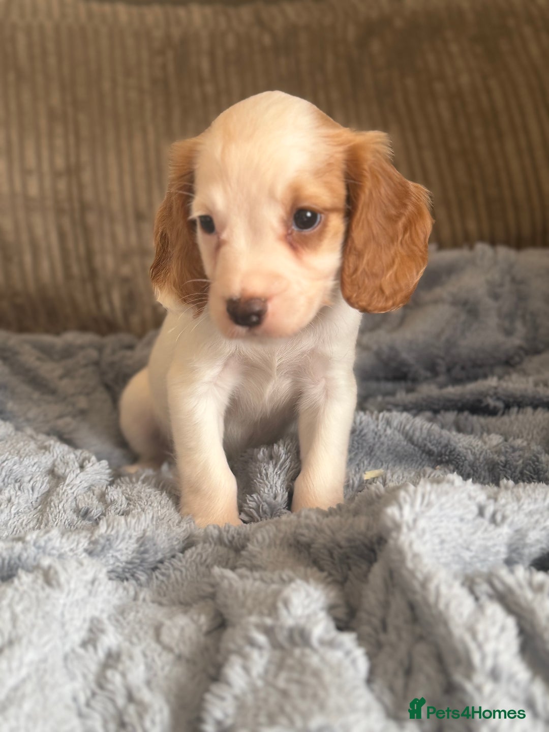 Cocker Spaniel dogs for sale: Stunning kc reg cocker spaniels READY TO LEAVE NOW - Image 5