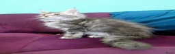 Maine Coon cats for sale: Maine Coon Pedigree Kittens  - Advert 13