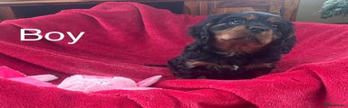 Cavalier King Charles Spaniel Puppy 1