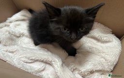 Domestic Shorthair cats for sale: Black shorthair kitten - Image 4