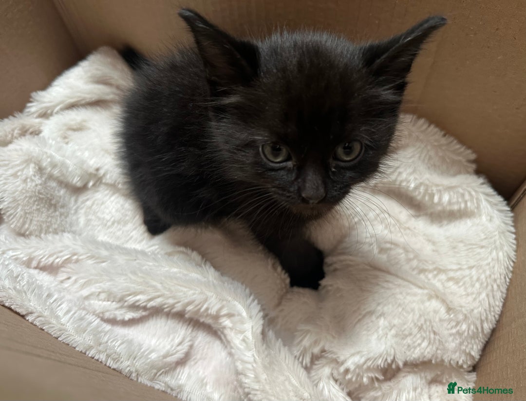 Domestic Shorthair cats for sale: Black shorthair kitten - Image 4