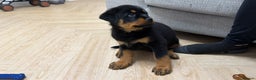 Rottweiler dogs for sale: 10 week old KC registered champion line girl 💕 - Advert 3
