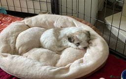 Coton De Tulear dogs for sale: Coton de Tulear Girls - Image 4