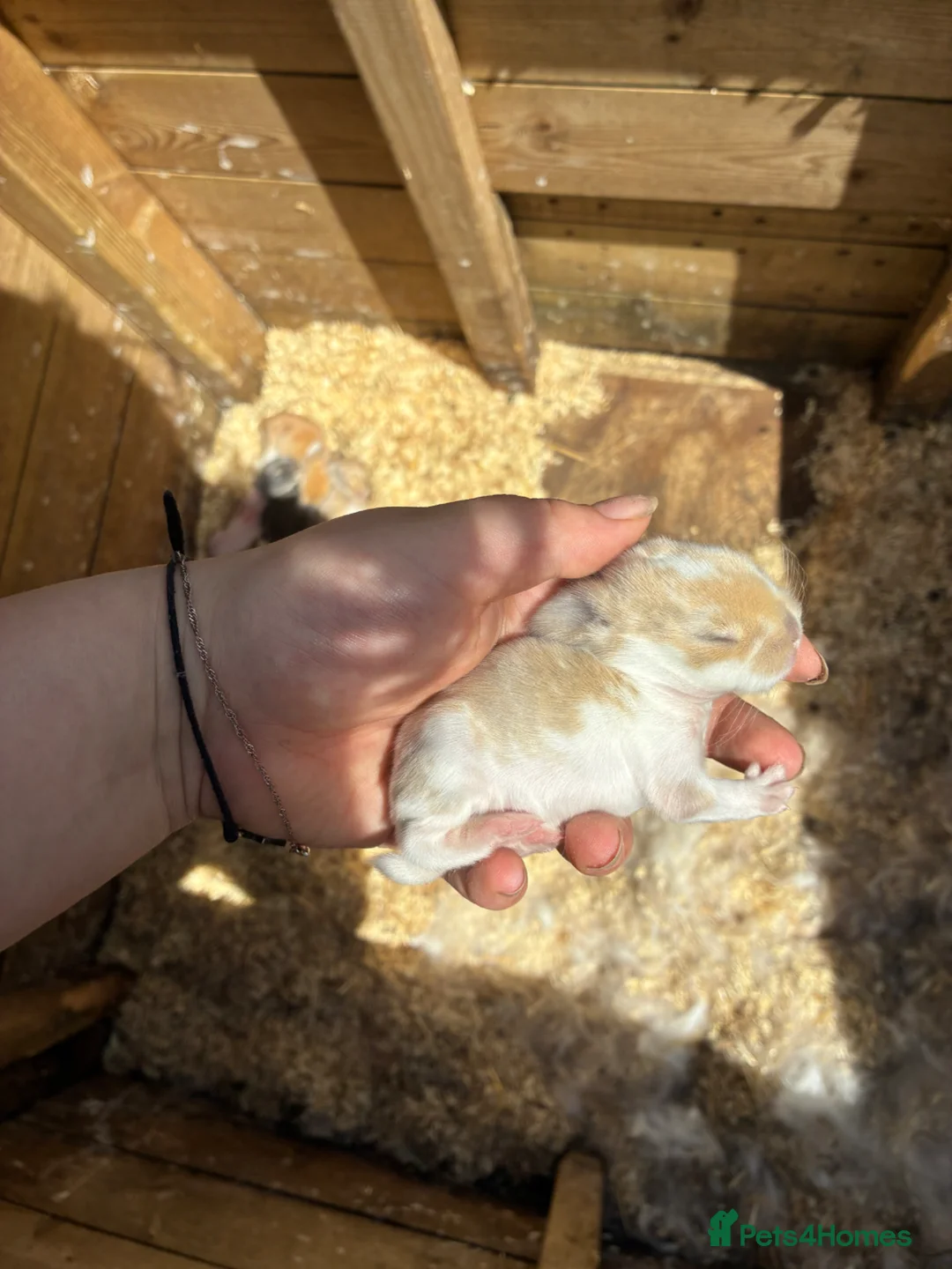Dwarf Lop rabbits for sale: Lop and dwarf baby rabbits  - Advert 2