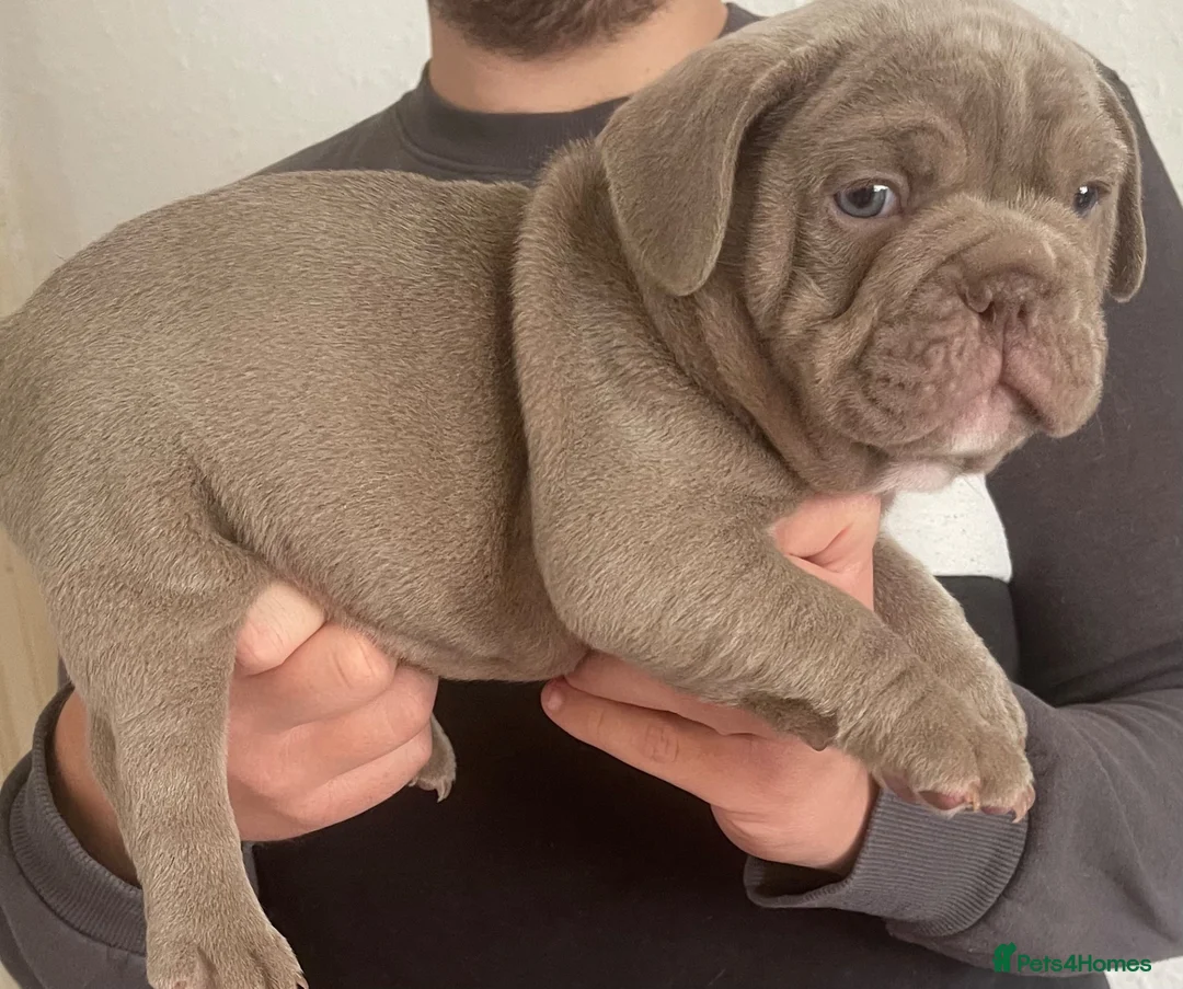 Mixed Breed dogs for sale: Frenglish puppies  - Advert 2