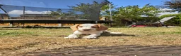 Beagle dogs for sale: Beagle in Scunthorpe - Advert 4