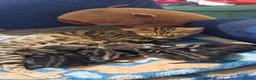 Bengal cats for sale: Bengal mix kittens for sale - Advert 4