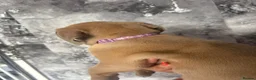 Mixed Breed dogs for sale: Cane corso X lab - Advert 4
