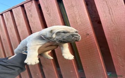 Cane Corso dogs for sale: cane corso pups - Image 19