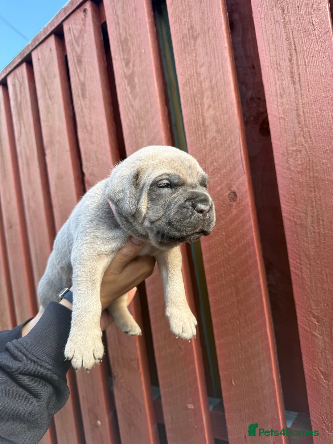 Cane Corso dogs for sale: cane corso pups - Image 19
