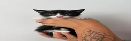 Mixed Breed cats for sale: Beautiful kittens - Advert 18