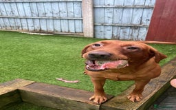 Labrador Retriever dogs for sale: 4 years Brown Labrador retriever Find a new owers - Image 4