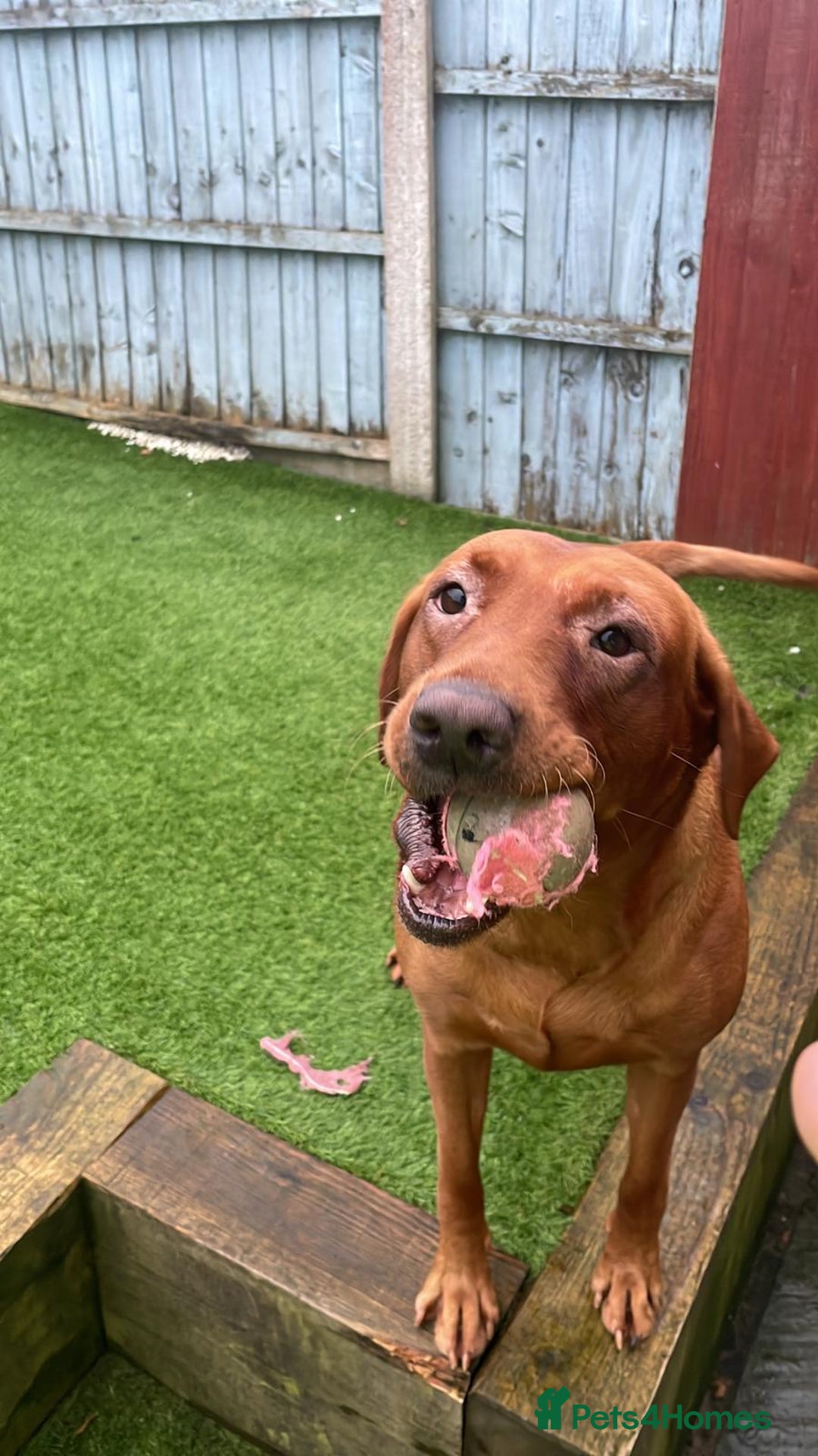 Labrador Retriever dogs for sale: 4 years Brown Labrador retriever Find a new owers - Image 4