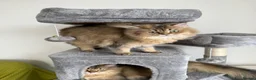 British Longhair cats for sale: British Longhair kittens for sale - Advert 5