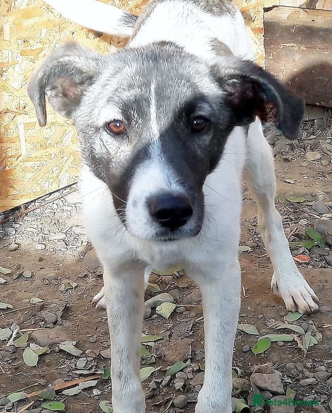 Mixed Breed dogs for adoption: 🌟 Marley 💛 5 years in shelter, still hoping - Advert 9