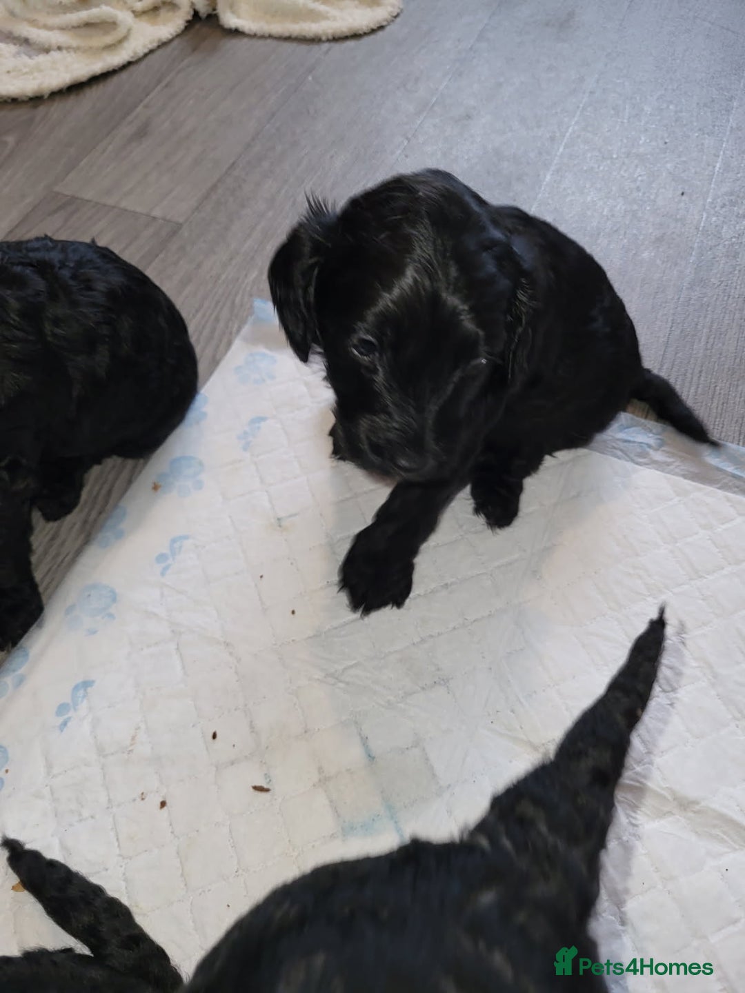 Cockapoo dogs for sale: 1 LEFT Toy f1b cokapoos🐶🐶 - Advert 26