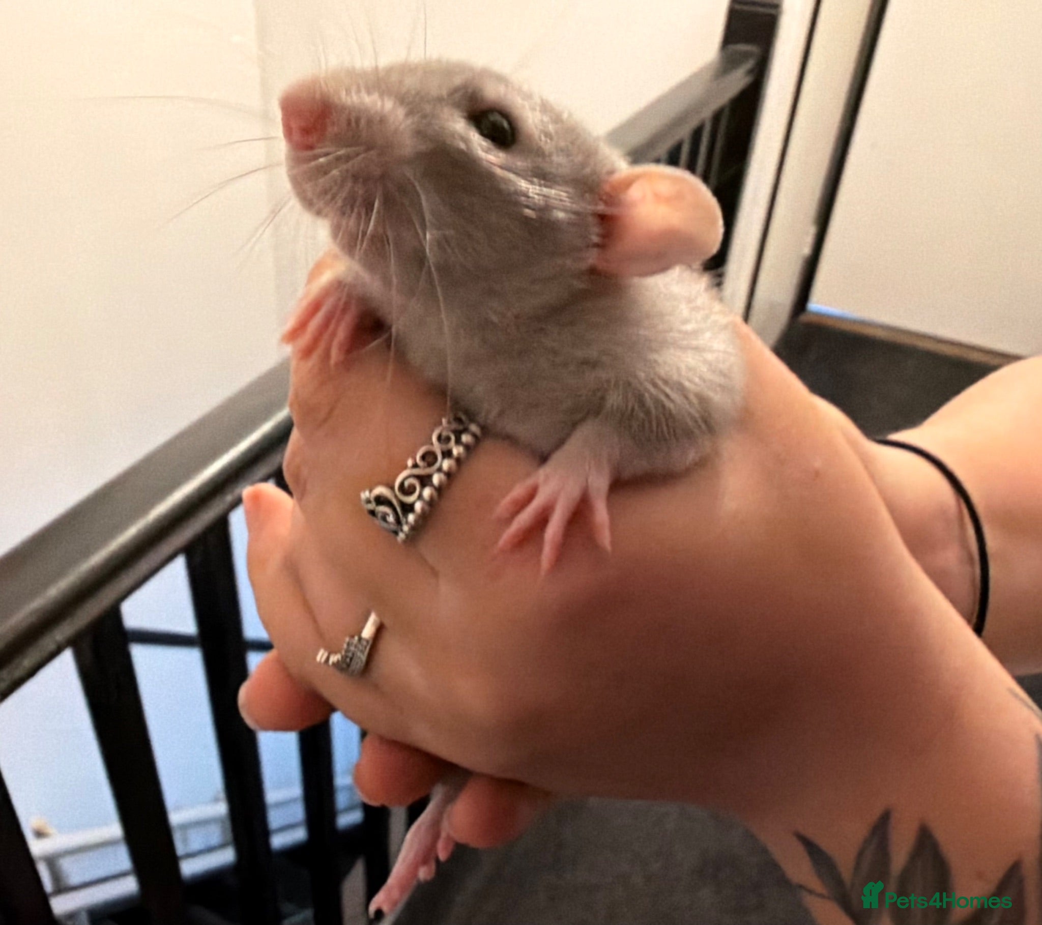 Rat rodents Baby Dumbo rats 6 x Boys 9 x Girls  - Advert 1