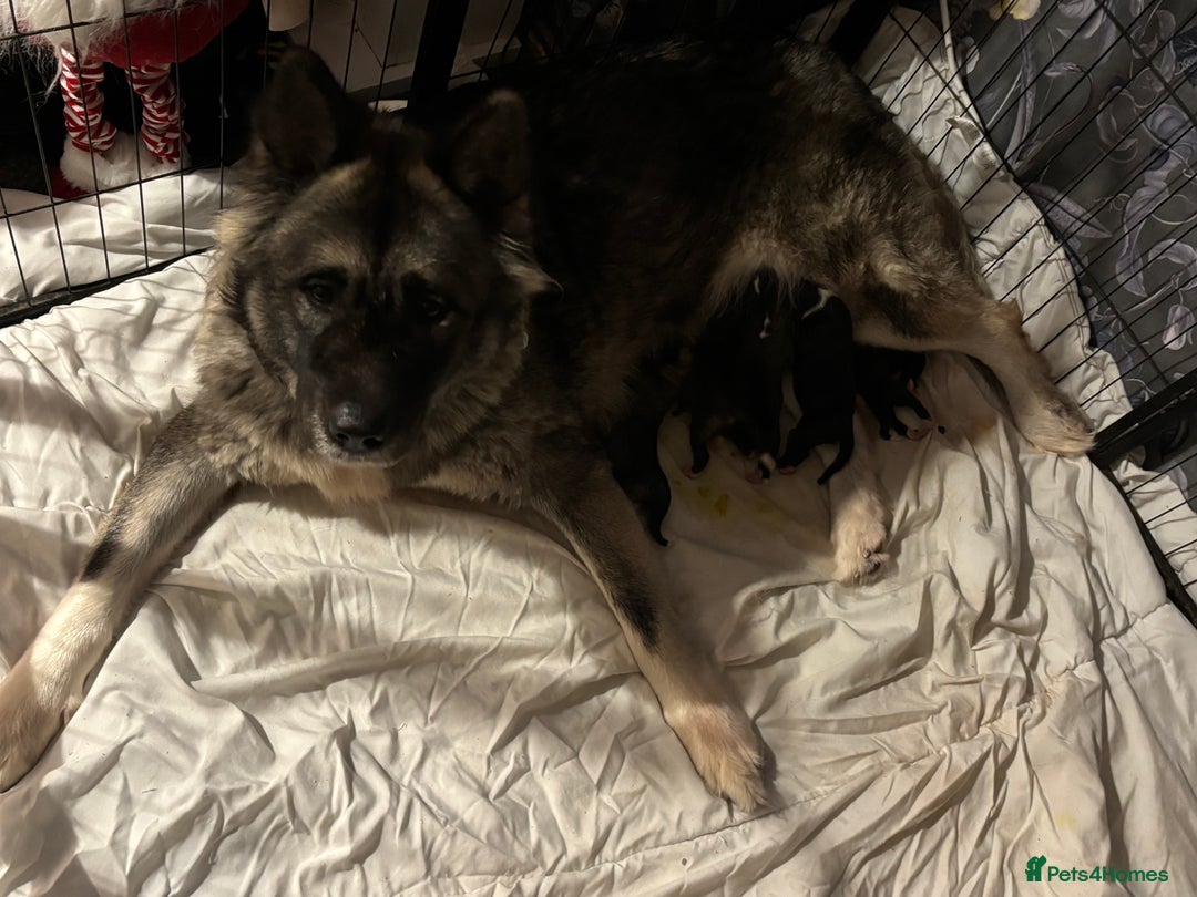 Akita dogs for sale: American Akita puppies - Advert 12