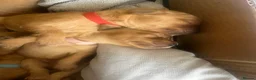 Double Doodle dogs for sale: Last double doodle puppy looking for her home - Advert 20