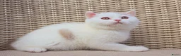 British Shorthair cats for sale: Stunning British Shorthair Kittens  - Advert 7