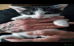 Mixed Breed cats for sale: Beautiful black and white kittens  - Image 3
