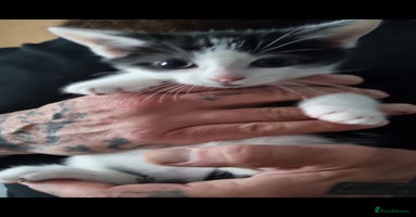 Mixed Breed cats - Advert 11