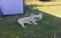 French Bulldog dogs for sale: 10 month old Frenchie, Dobby - Image 2