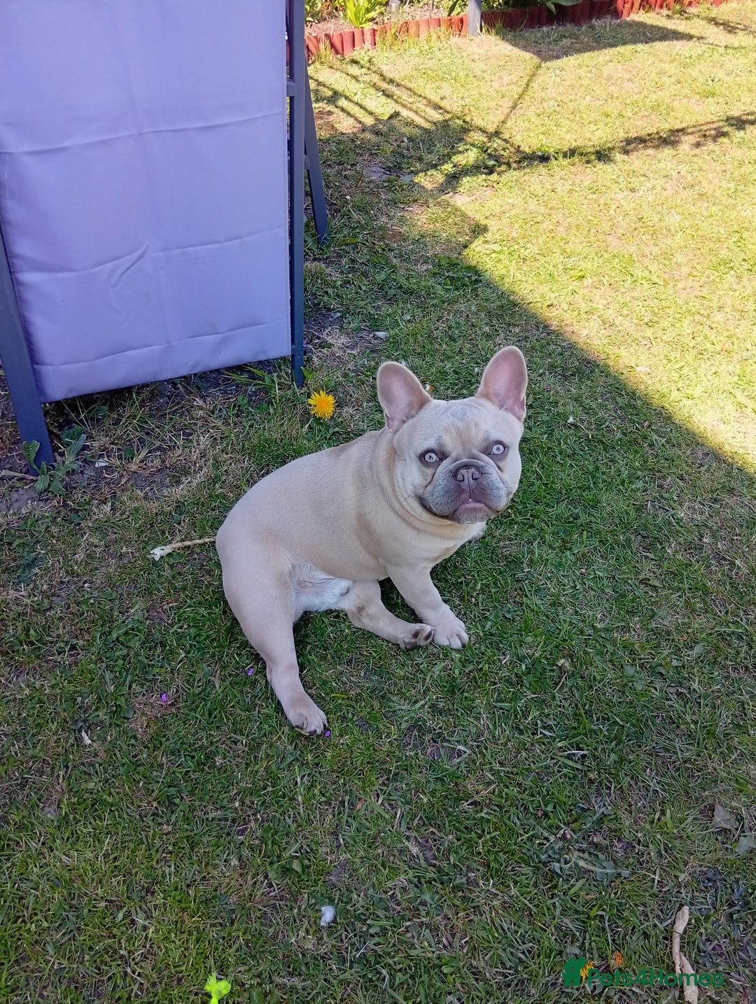 French Bulldog dogs for sale: 10 month old Frenchie, Dobby - Image 2