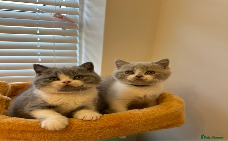 British Shorthair cats - Advert 3