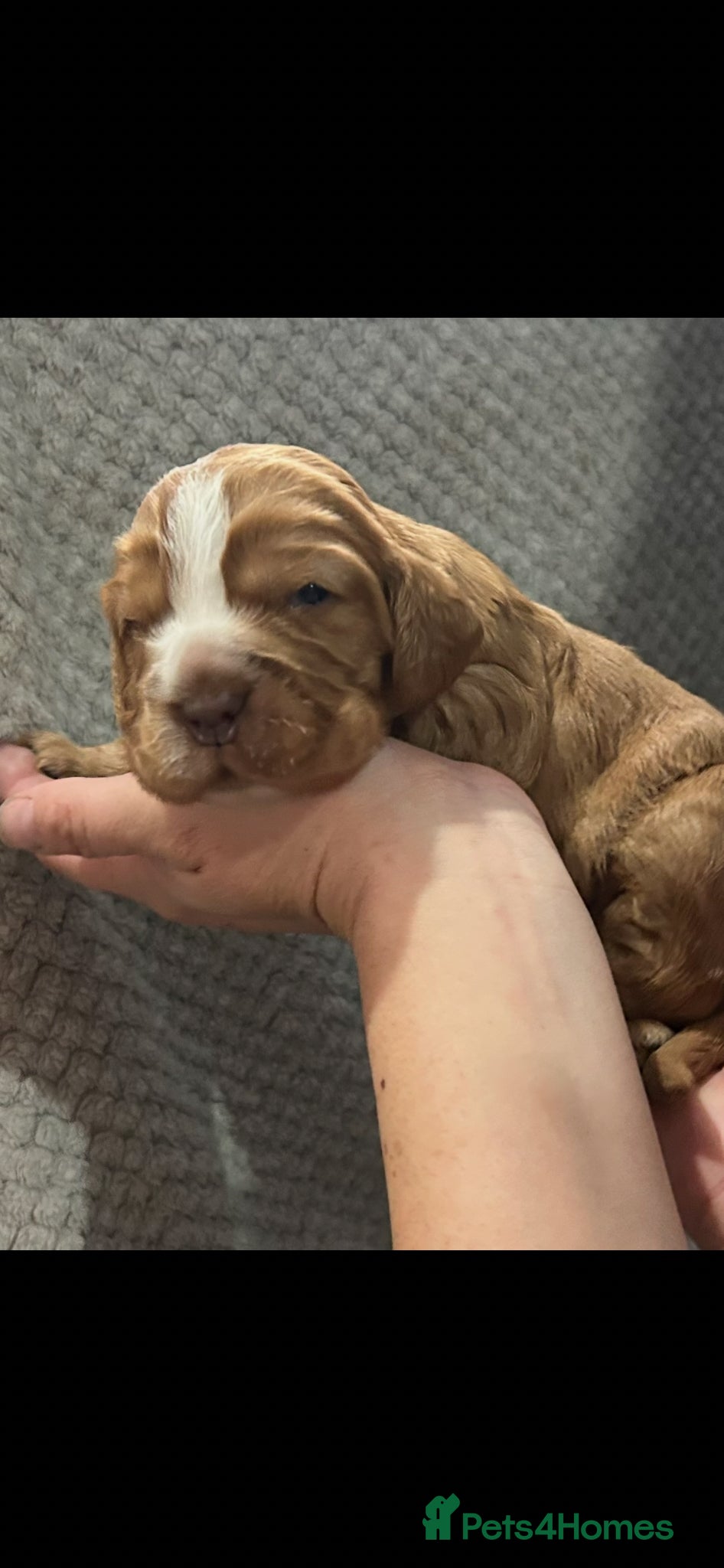 Cocker Spaniel dogs Kc reg show type cockers - Advert 2